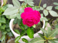 Pink Sindhuri Rose - Image 3