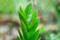 ZZ Plant - Image 3
