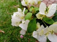 Bougainvillea - Image 5