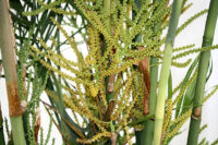 Bamboo Palm - Image 3
