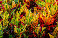 Croton - Image 4