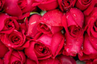 Kolkata Special Red Rose - Image 6