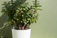 Jade Plant - Image 4