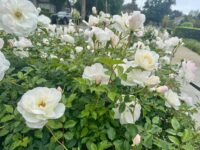 Iceberg Rose - Image 4