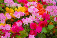 Bougainvillea