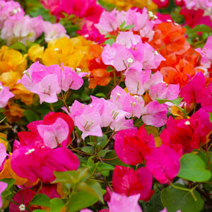 Bougainvillea