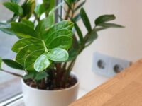 ZZ Plant - Image 2