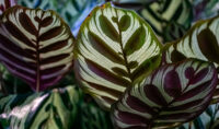 Calathea - Image 4