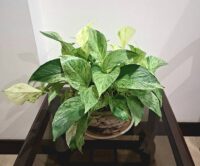 Money Plant - Image 2