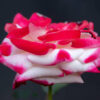 side view of red and white rose against dark background Cherry Parfait Rose