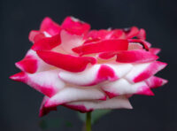 Cherry Parfait Rose - Image 4