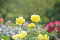 Friesia Rose - Image 4