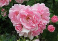 Bonica Rose - Image 3