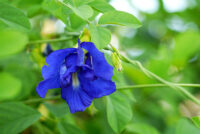 Aparajita (Clitoria ternatea / Butterfly Pea)