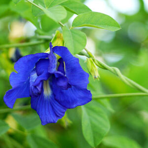 Aparajita (Clitoria ternatea / Butterfly Pea)