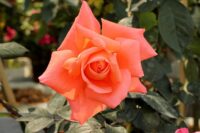 Raktagandha Rose - Image 2