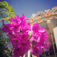 Bougainvillea - Image 2