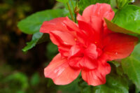Hibiscus (Bangalore) - Image 3