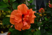 Hibiscus (Bangalore)