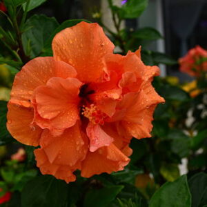 Hibiscus (Bangalore)