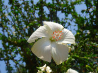 Hibiscus (Desi Kolkata) - Image 4