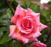 First Prize Rose - Image 2