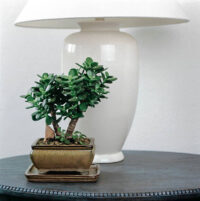 Jade Plant