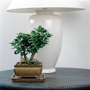 Jade Plant
