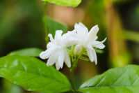 Mogra (Jasmine sambac) - Image 2