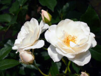 Iceberg Rose