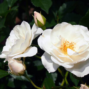 Iceberg Rose