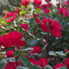 Trumpeter Rose