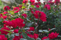 Trumpeter Rose - Image 2