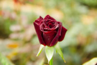 Black Baccara Rose - Image 2