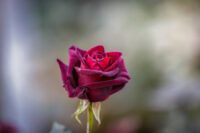 Black Baccara Rose