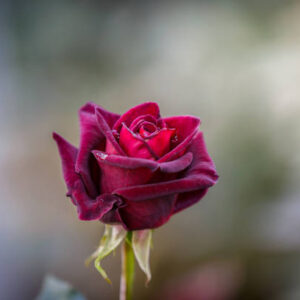Black Baccara Rose