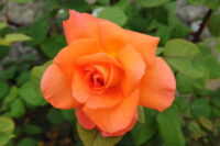 Raktagandha Rose - Image 3