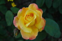 Peace Rose - Image 4