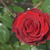 Kardinal Rose
