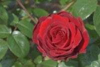 Kardinal Rose - Image 2