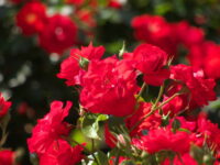 Trumpeter Rose
