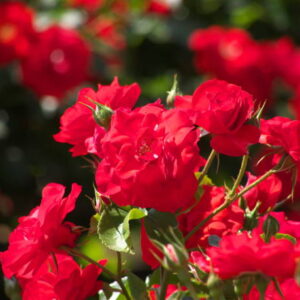 Trumpeter Rose