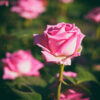 Eiffel Tower Rose