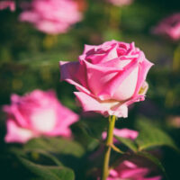 Eiffel Tower Rose - Image 3