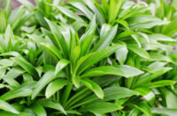 Dracaena - Image 2