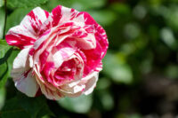 Scentimental Rose