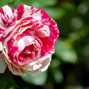 Scentimental Rose