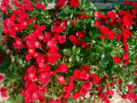 Mini Red Button Rose