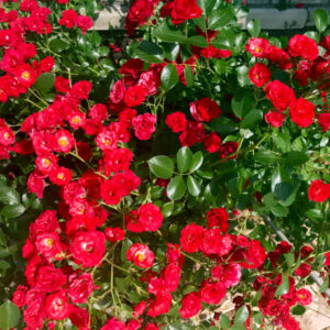 Mini Red Button Rose