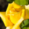 Mini Yellow Rose